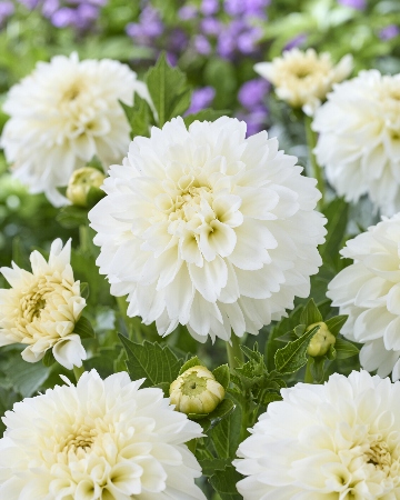 Георгин Гранд Файенн (1 шт)