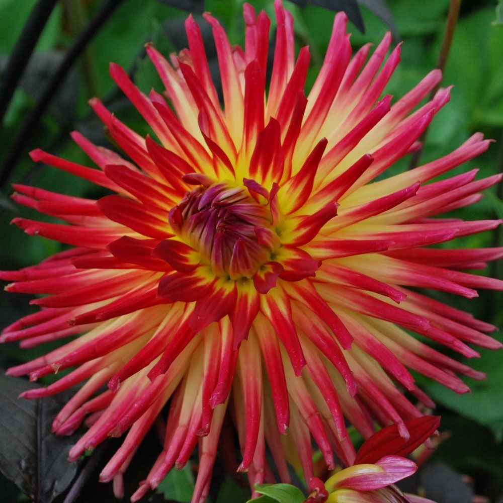 Минивитрина Георгин Вестон Спэниш Дансер