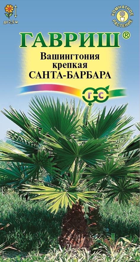 цВашингтония Санта-Барбара 3шт