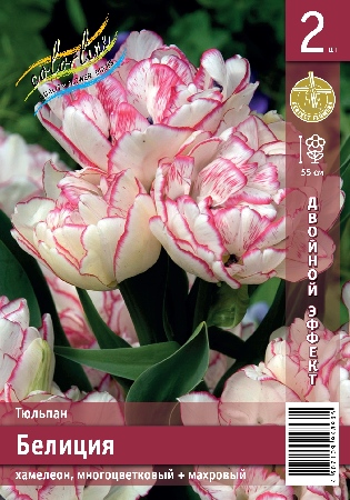 Тюльпан ЭКОНОМ-СЕРИЯ БЕЛИЦИЯ (2 шт)