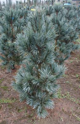 Сосна гибкая Вандервольфс Пирамид C4 30-40cm