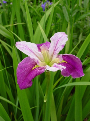 Ирис Колорифик (1 шт)