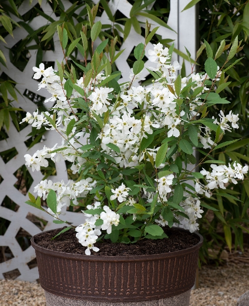 Экзохорда Блашинг Перл P9