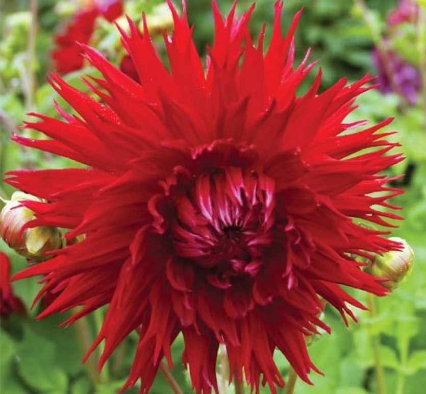 Георгин Апачи (1 шт)