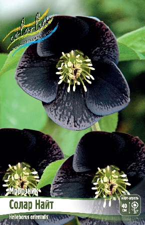 Морозник Солар Найт (1 шт)