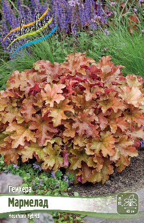 Гейхера Мармелад (1 шт)