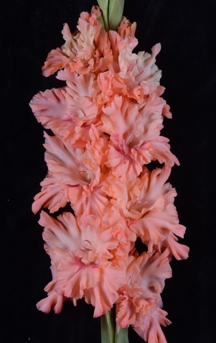 Гладиолус Меланхолия (5 шт)