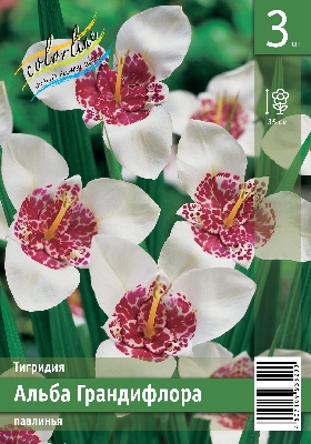 Тигридия ЭКОНОМ-СЕРИЯ АЛБА ГРАНДИФЛОРА (3 шт)