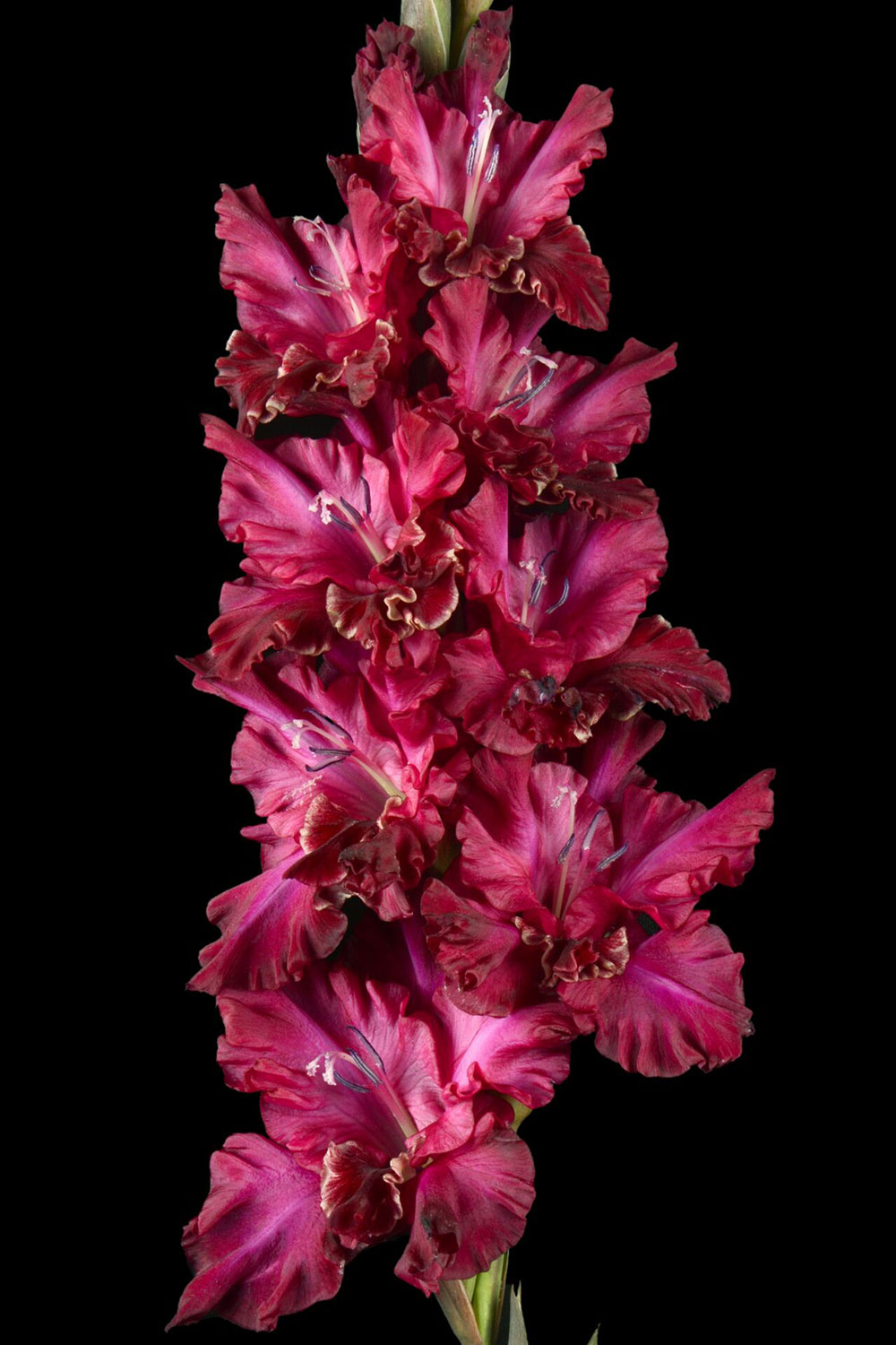 Гладиолус Школа Волшебства (5 шт)