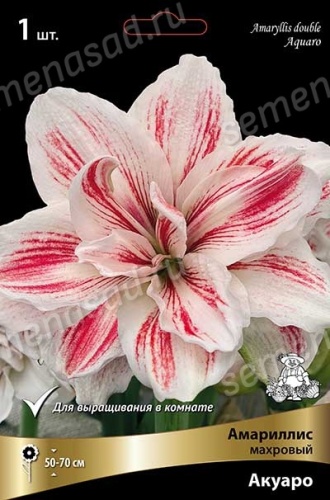 Амариллис Акуаро (1 шт)