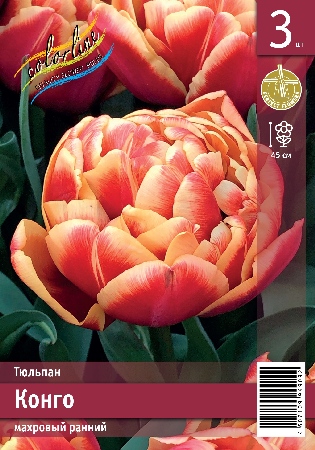 Тюльпан ЭКОНОМ-СЕРИЯ КОНГО (3 шт)