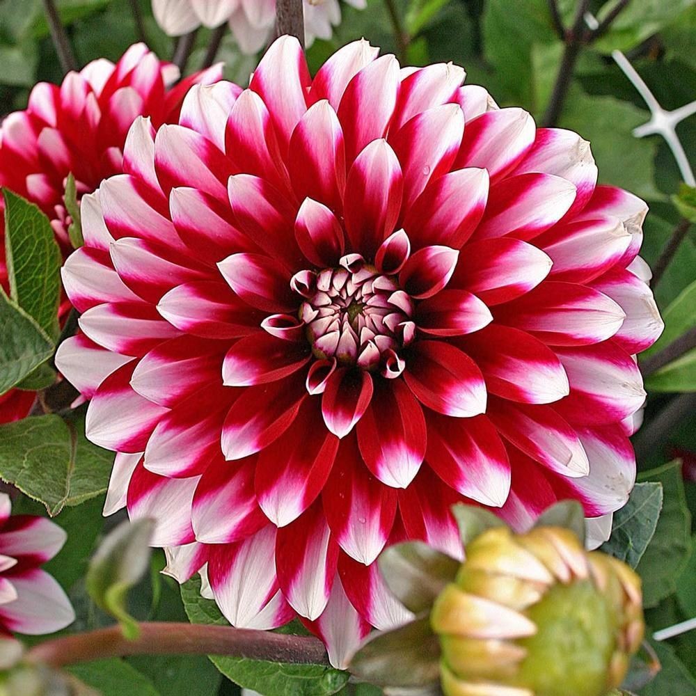 Георгин Карма Инь Янь