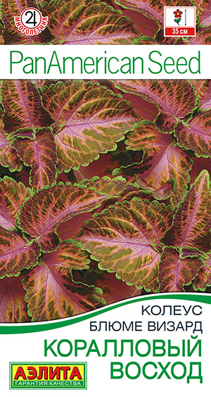 Колеус Коралловый восход блюме 5шт