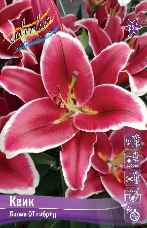 Лилия КВИК 16/18 (5 шт)
