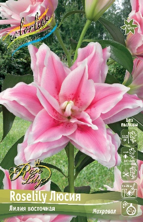 Лилия Roselily Люсия (5 шт)