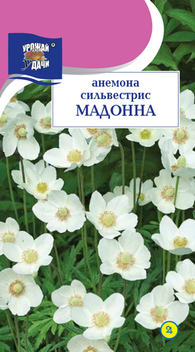 Анемона Мадонна сильвестрис 3шт