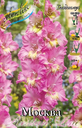 Гладиолус Москва 12/14 (7 шт)