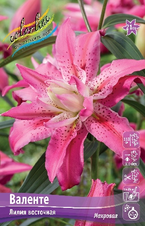 Лилия Валенте (5 шт)