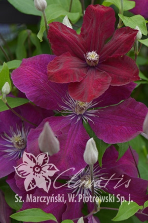 Клематис Руж Кардинал C2