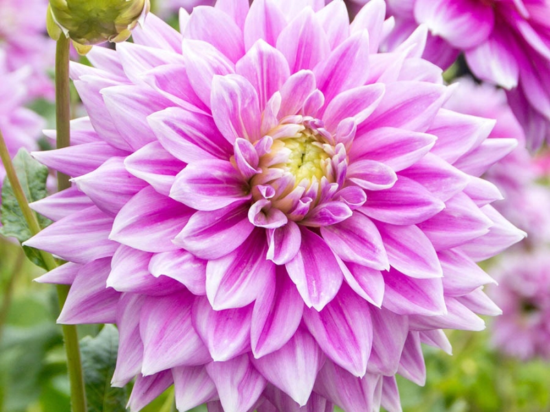 Георгин Фернклифф Инспирейшн