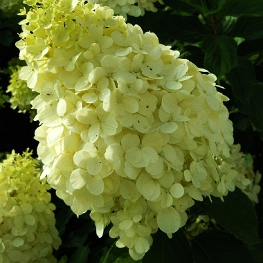 Гортензия Полярный Медведь ОКС, 60-70см штамб