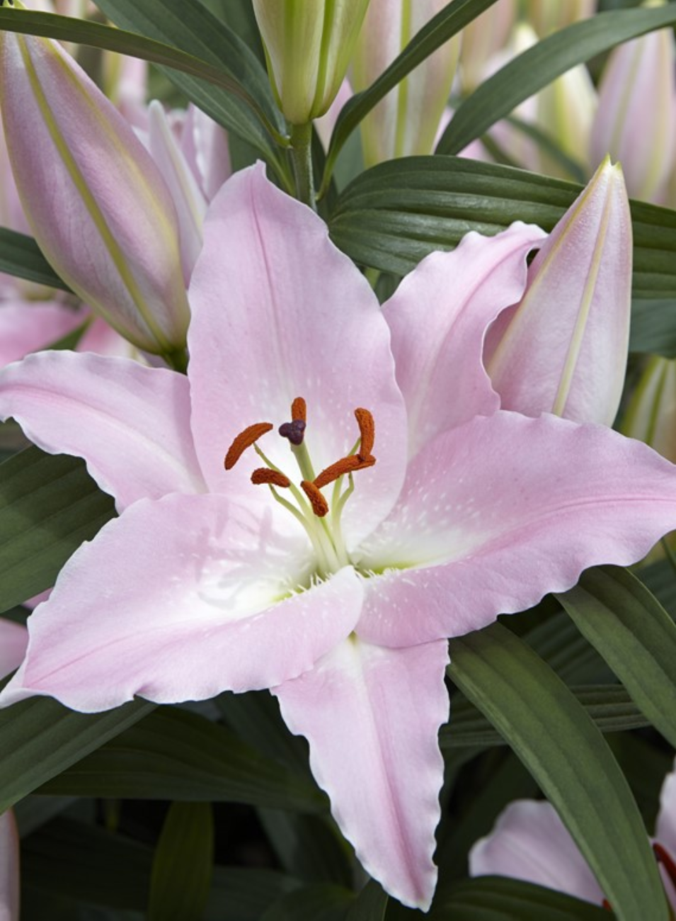 Биг-Пак Лилия Пенинсула (25 шт)