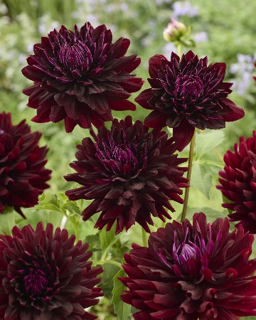 Георгин Холлихилл Дарк Бьюти (1 шт)