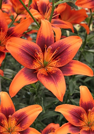 Лилия ЭКОНОМ-СЕРИЯ ТУСАМ (1 шт)