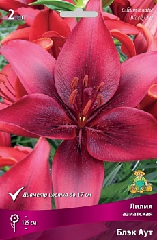 Лилия Блэк Аут (3 шт)
