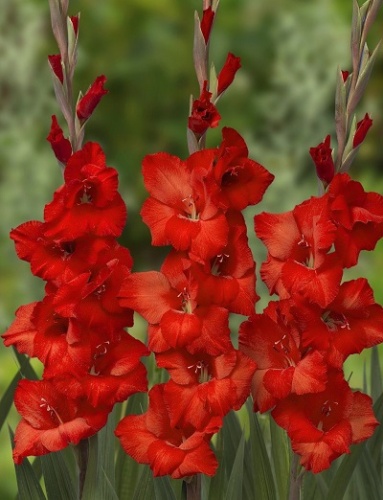 Гладиолус Йоска (10 шт)