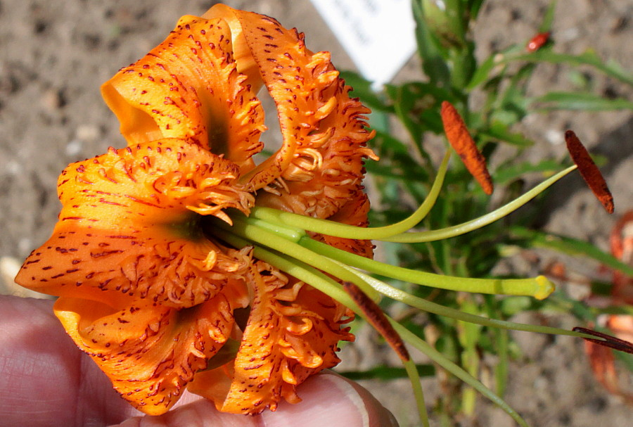 Лилия Генри (5 шт)