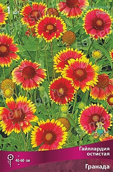 Гайллардия Гранада (1 шт)