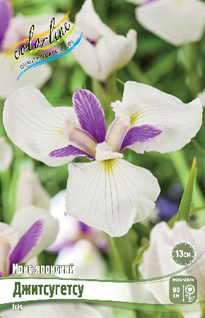 Ирис Джитсугетсу (1 шт)