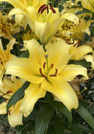 Лилия ЭКОНОМ-СЕРИЯ БЕЛЬВИЛЛЬ (2 шт)