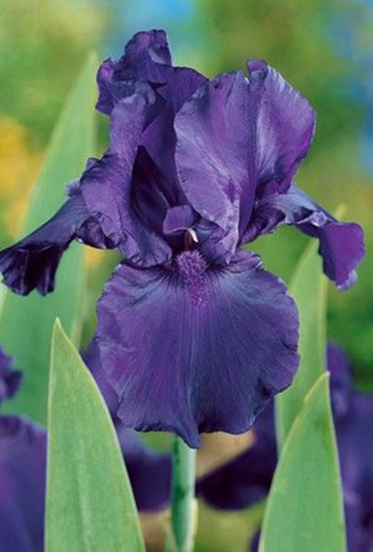 Ирис Найт Аул (1 шт)