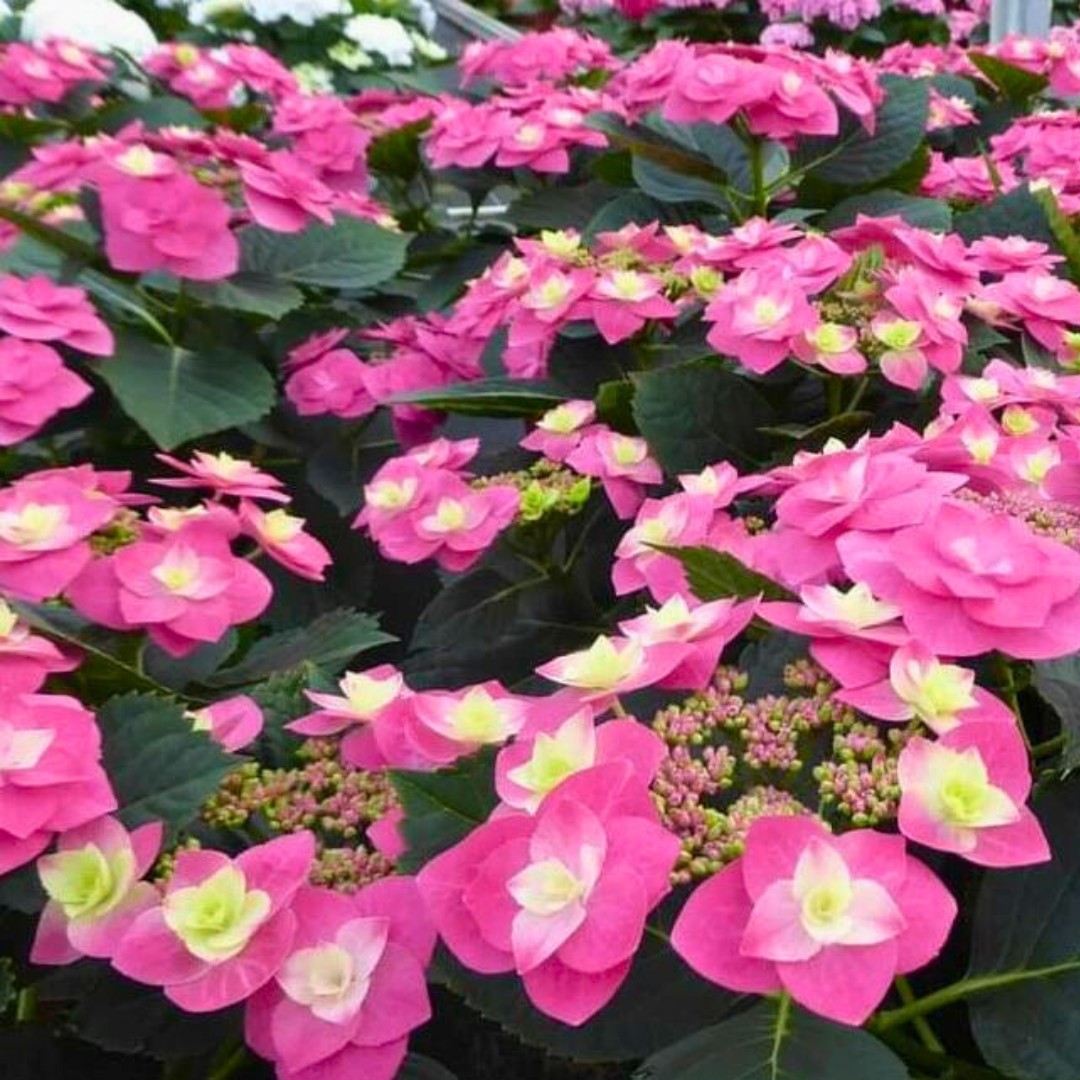 Гортензия Флэйм Хот Пинк