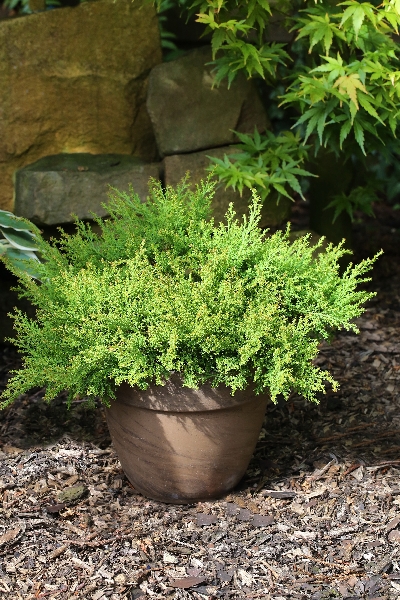 Микробиота перекрестнопарная Лукас P9