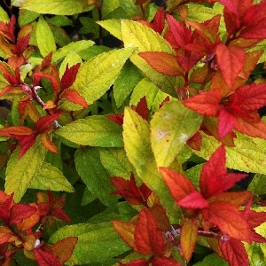 Спирея Голдфлэйм C1.5