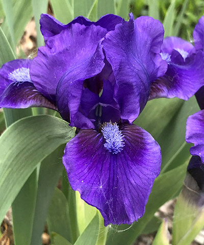 Ирис Бенбери Раффлс (1 шт)