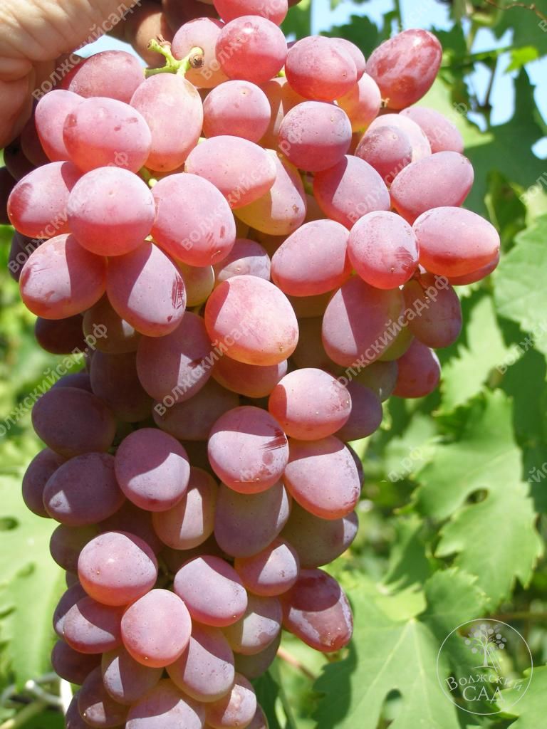 Виноград Аксайский кишмиш