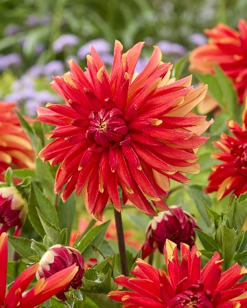 Георгин Джаплу (1 шт)