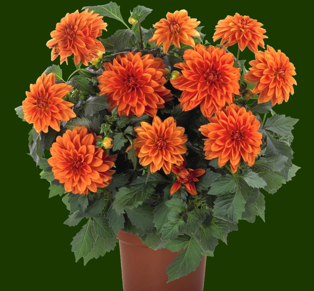 Георгин Берлинер Оранж (1 шт)