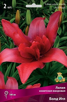 Лилия Болд Игл (3 шт)