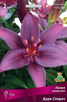 Лилия Дарк Секрет (3 шт)