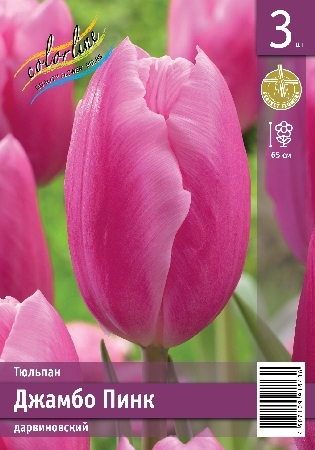 Тюльпан ЭКОНОМ-СЕРИЯ ДЖАМБО ПИНК (3 шт)
