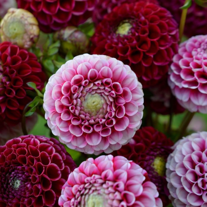 Георгин Шик А Ди Юс (1 шт)