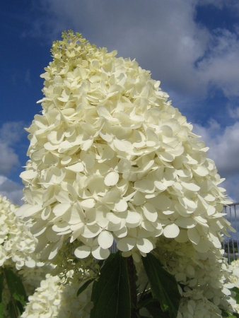 Гортензия Мэджикал Свит Саммер ОКС, 50-60см штамб