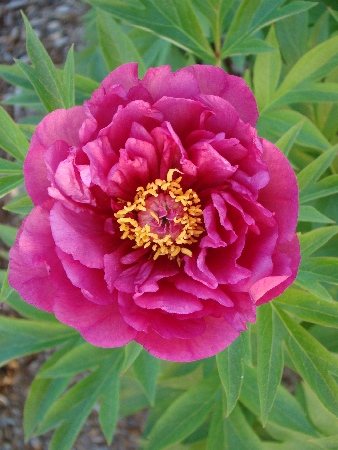 Пион Эви Джейн (Ито) (1)