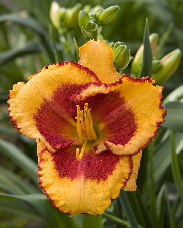 Лилейник Энди Кэнди (1 шт)