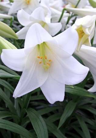 Лилия ЭКОНОМ-СЕРИЯ МИРАКЛ (2 шт)